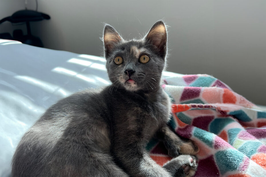 Juni the kitten sitting on a bed after recovery